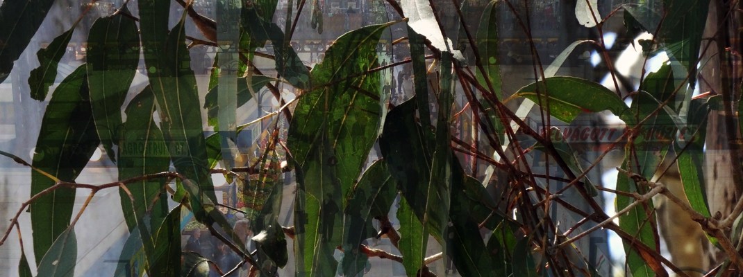 Sue Rado Photography Byron Bay Fernleigh