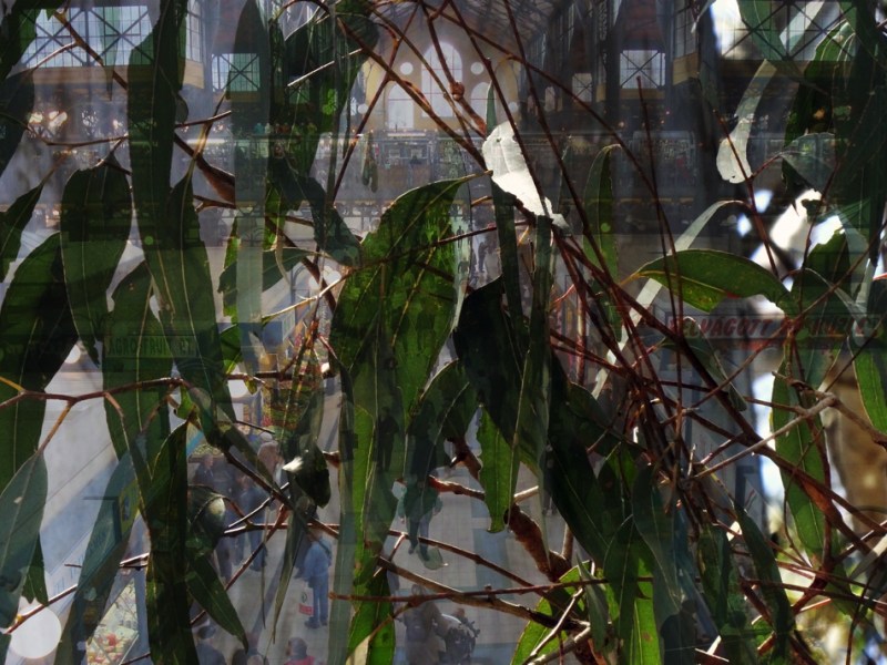 Sue Rado Photography Byron Bay Fernleigh